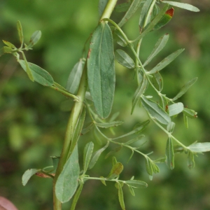 Photographie n°815019 du taxon Hypericum perforatum L. [1753]