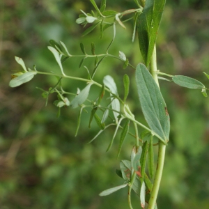 Photographie n°815022 du taxon Hypericum perforatum L. [1753]