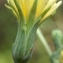  Liliane Roubaudi - Lactuca virosa L. [1753]