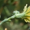  Liliane Roubaudi - Lactuca virosa L. [1753]