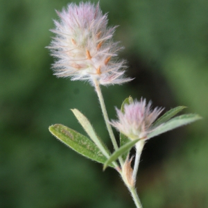 Photographie n°815055 du taxon Trifolium arvense L. [1753]