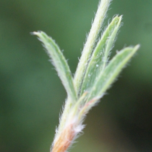 Photographie n°815059 du taxon Trifolium arvense L. [1753]