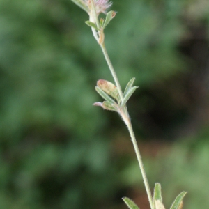 Photographie n°815061 du taxon Trifolium arvense L. [1753]