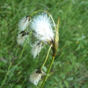 Photographie n°815151 du taxon Eriophorum angustifolium Honck. [1782]