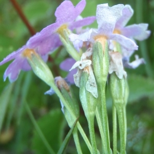 Photographie n°815153 du taxon Primula farinosa L. [1753]