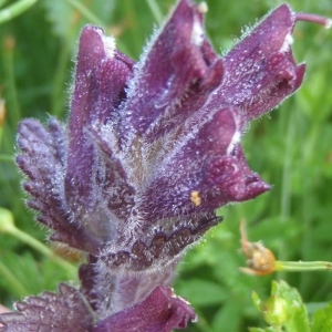 Photographie n°815171 du taxon Bartsia alpina L. [1753]