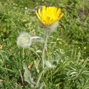 Photographie n°815179 du taxon Hieracium tomentosum L. [1755]