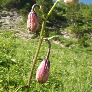 Photographie n°815197 du taxon Lilium martagon L.