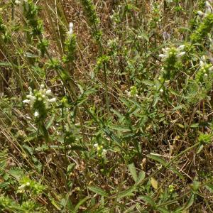 Photographie n°815392 du taxon Stachys recta L.