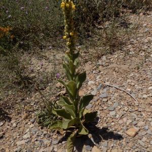 Photographie n°815413 du taxon Verbascum thapsus L. [1753]