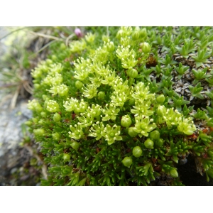 Saxifraga sedoides L.