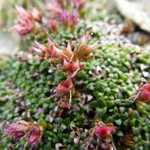 Photographie n°815603 du taxon Saxifraga oppositifolia L. [1753]