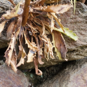 Photographie n°815616 du taxon Anarrhinum bellidifolium (L.) Willd. [1800]