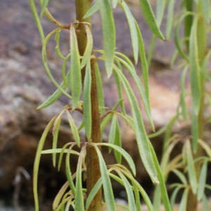 Photographie n°815617 du taxon Anarrhinum bellidifolium (L.) Willd. [1800]