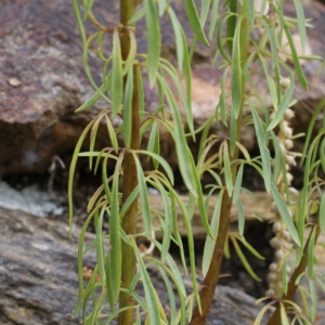 Photographie n°815618 du taxon Anarrhinum bellidifolium (L.) Willd. [1800]