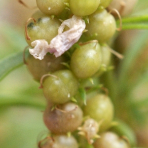 Photographie n°815620 du taxon Anarrhinum bellidifolium (L.) Willd. [1800]