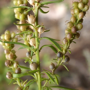 Photographie n°815626 du taxon Anarrhinum bellidifolium (L.) Willd. [1800]