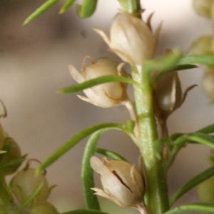 Photographie n°815631 du taxon Anarrhinum bellidifolium (L.) Willd. [1800]