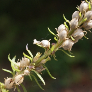 Photographie n°815634 du taxon Anarrhinum bellidifolium (L.) Willd. [1800]