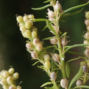 Photographie n°815639 du taxon Anarrhinum bellidifolium (L.) Willd. [1800]