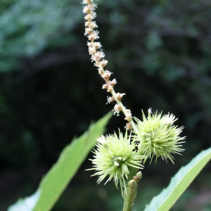 Photographie n°815640 du taxon Castanea sativa Mill. [1768]