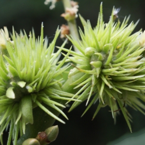 Photographie n°815644 du taxon Castanea sativa Mill. [1768]