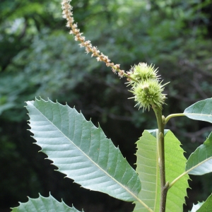 Photographie n°815654 du taxon Castanea sativa Mill. [1768]