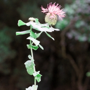 Photographie n°815655 du taxon Centaurea pectinata L. [1763]