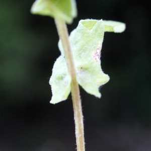 Photographie n°815658 du taxon Centaurea pectinata L. [1763]