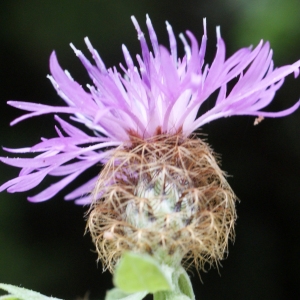 Photographie n°815663 du taxon Centaurea pectinata L. [1763]