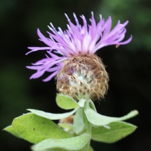 Photographie n°815665 du taxon Centaurea pectinata L. [1763]