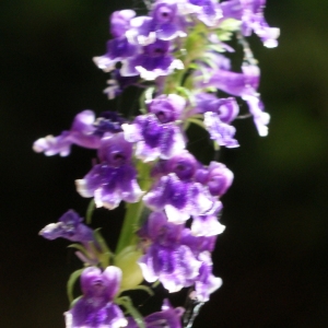 Photographie n°815698 du taxon Anarrhinum bellidifolium (L.) Willd. [1800]