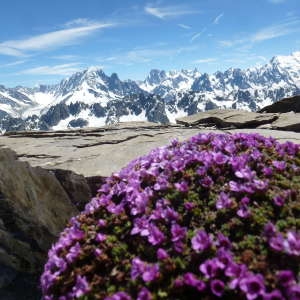 Photographie n°815895 du taxon Saxifraga oppositifolia L. [1753]