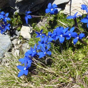 Photographie n°815903 du taxon Gentiana bavarica L. [1753]