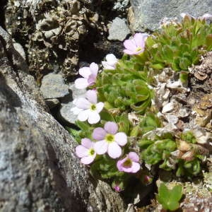 Photographie n°815907 du taxon Androsace alpina (L.) Lam. [1779]