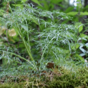 Photographie n°816082 du taxon Senecio adonidifolius Loisel. [1807]