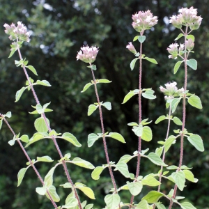 Photographie n°816089 du taxon Origanum vulgare L. [1753]