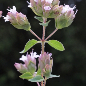 Photographie n°816090 du taxon Origanum vulgare L. [1753]