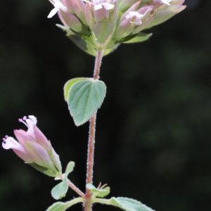 Photographie n°816091 du taxon Origanum vulgare L. [1753]