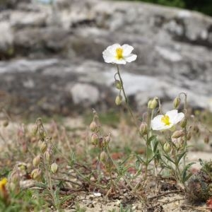 Photographie n°816401 du taxon Helianthemum apenninum (L.) Mill. [1768]