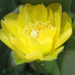 Photographie n°816423 du taxon Opuntia ficus-indica (L.) Mill. [1768]