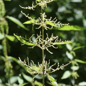 Photographie n°816424 du taxon Urtica dioica L. [1753]