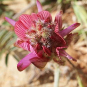 Onobrychis humilis (L.) G.López