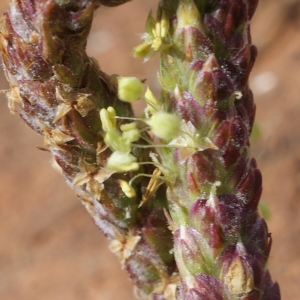 Plantago serraria L.