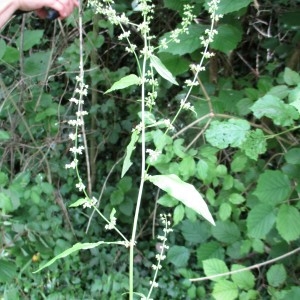 Photographie n°816473 du taxon Rumex sanguineus L.