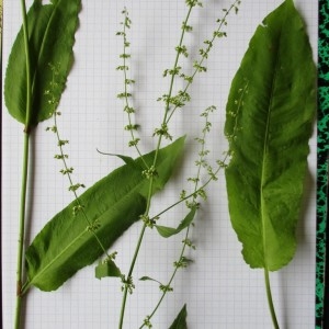 Photographie n°816474 du taxon Rumex sanguineus L.