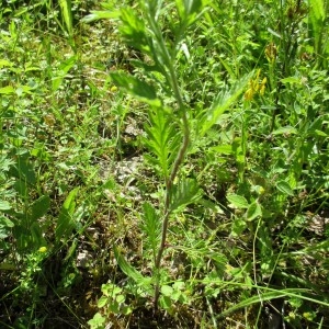 Photographie n°816481 du taxon Senecio erucifolius L.