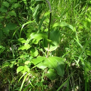 Photographie n°816482 du taxon Epipactis helleborine (L.) Crantz