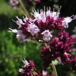 Photographie n°816483 du taxon Origanum vulgare L.