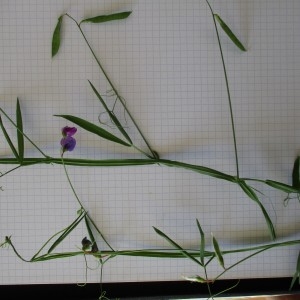 Photographie n°816491 du taxon Lathyrus hirsutus L.